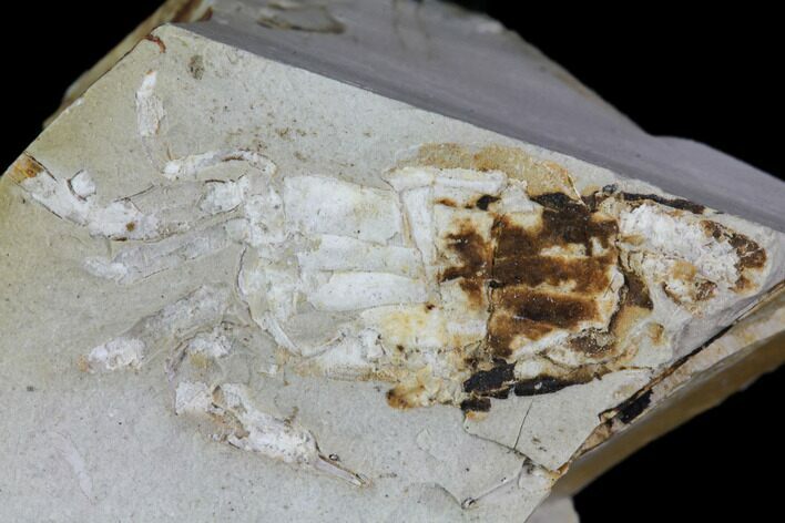 Fossil Pea Crab (Pinnixa) From California - Miocene #85300